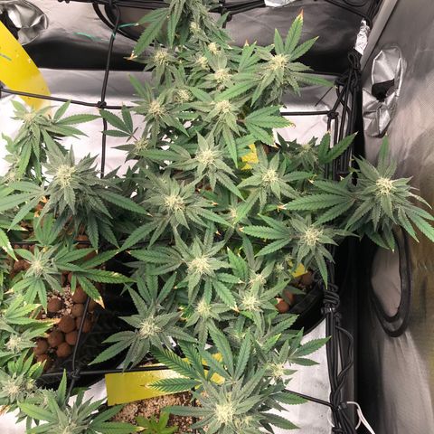 Amnesia Haze growlog timeline photo