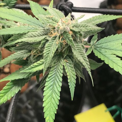 Cheese growlog timeline photo