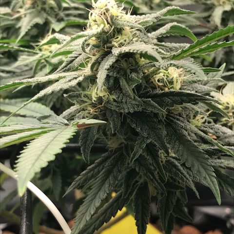 Amnesia Haze growlog timeline photo