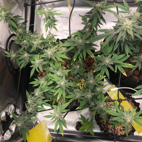 Cheese growlog timeline photo
