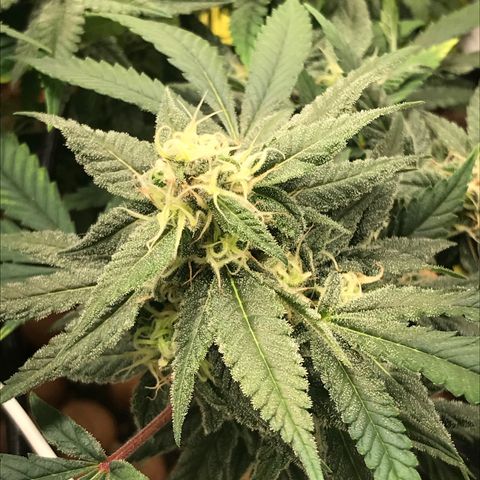 Amnesia Haze growlog timeline photo