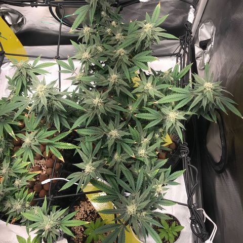 Amnesia Haze growlog timeline photo
