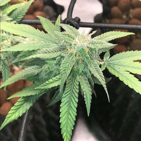 Cheese growlog timeline photo