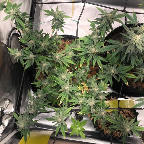 Cheese growlog timeline photo