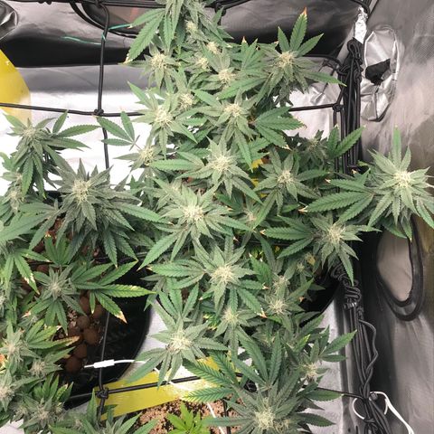Amnesia Haze growlog timeline photo