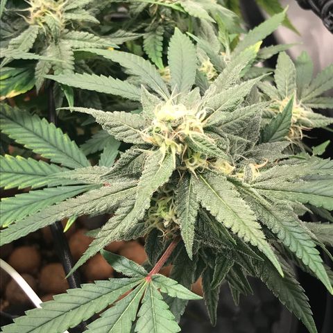 Amnesia Haze growlog timeline photo