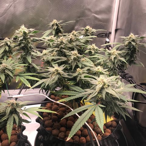 Amnesia Haze growlog timeline photo