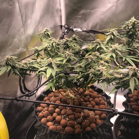 Cheese growlog timeline photo