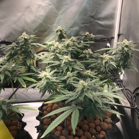Amnesia Haze growlog timeline photo