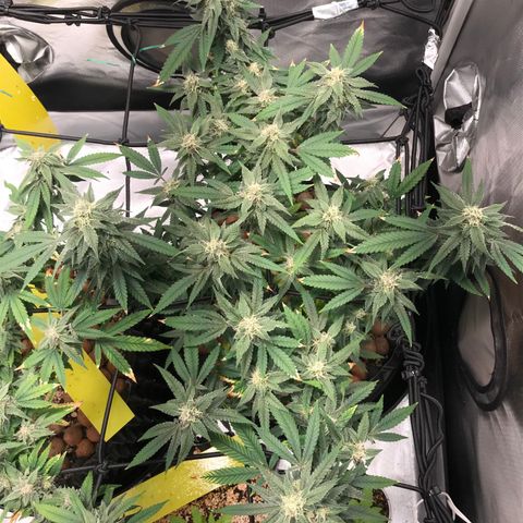 Amnesia Haze growlog timeline photo