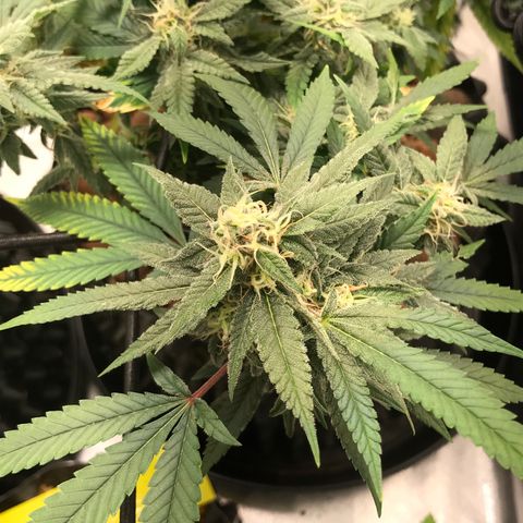 Amnesia Haze growlog timeline photo