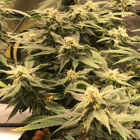 Amnesia Haze growlog timeline photo