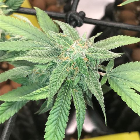 Cheese growlog timeline photo