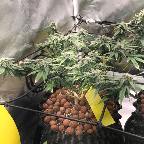 Cheese growlog timeline photo