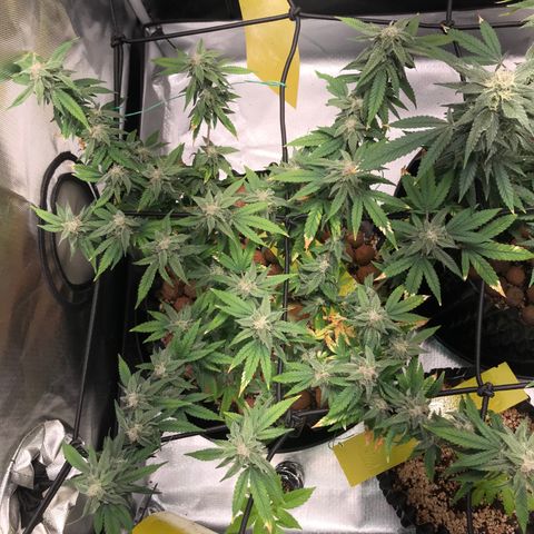 Cheese growlog timeline photo