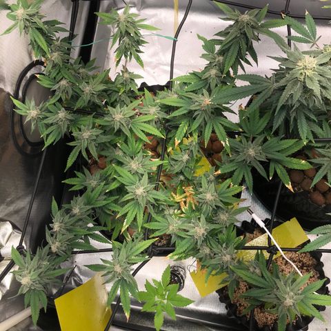 Cheese growlog timeline photo