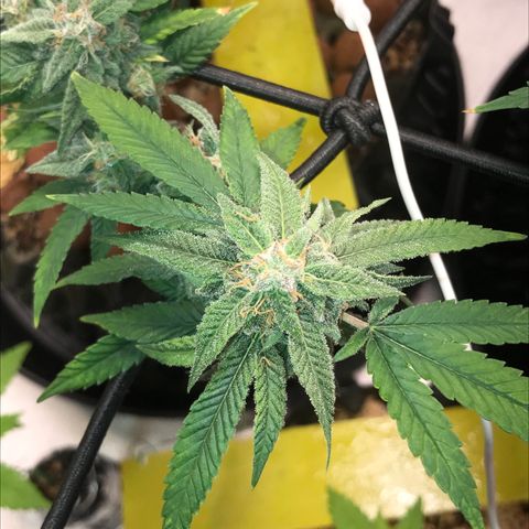 Cheese growlog timeline photo