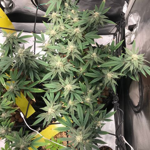 Amnesia Haze growlog timeline photo