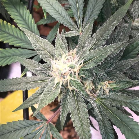 Amnesia Haze growlog timeline photo