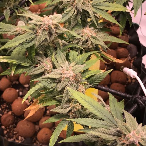 Cheese growlog timeline photo