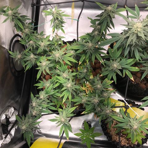 Cheese growlog timeline photo