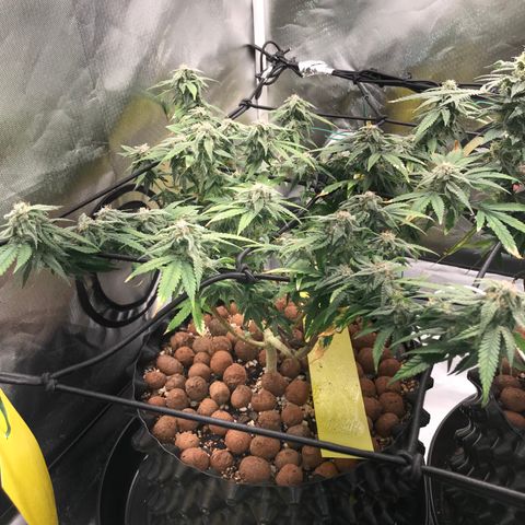 Cheese growlog timeline photo