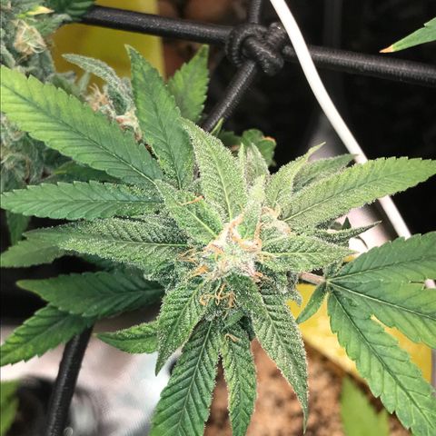 Cheese growlog timeline photo