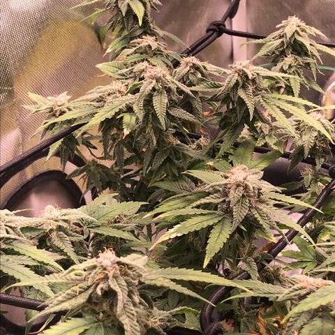 Cheese growlog timeline photo