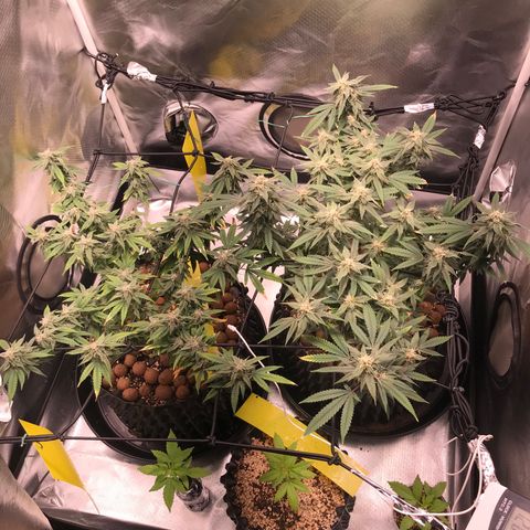 Amnesia Haze growlog timeline photo