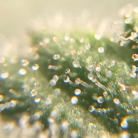 Cheese growlog timeline photo