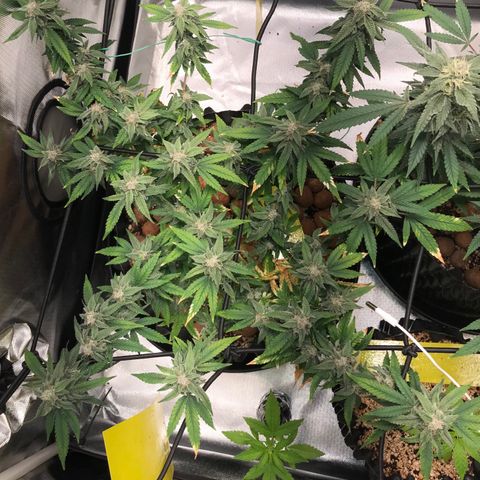 Cheese growlog timeline photo