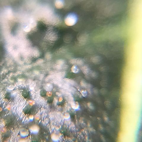 Amnesia Haze growlog timeline photo