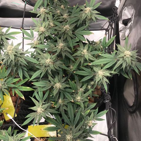 Amnesia Haze growlog timeline photo