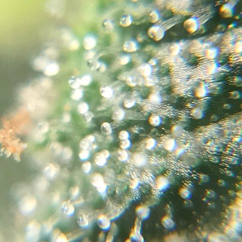 Amnesia Haze growlog timeline photo