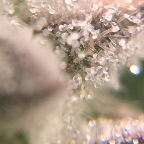 Cheese growlog timeline photo