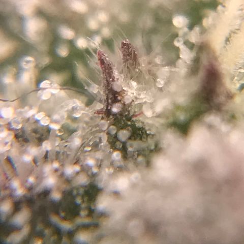 Cheese growlog timeline photo