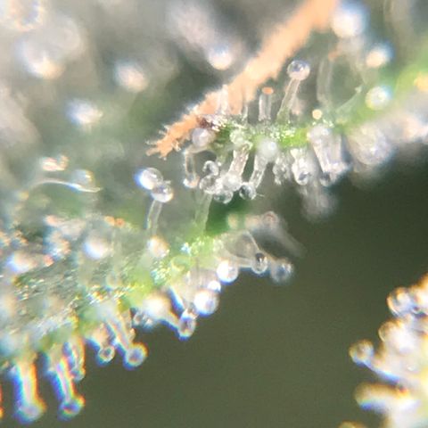 Amnesia Haze growlog timeline photo