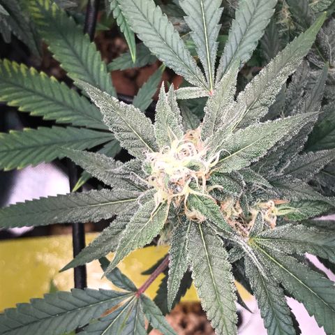 Amnesia Haze growlog timeline photo