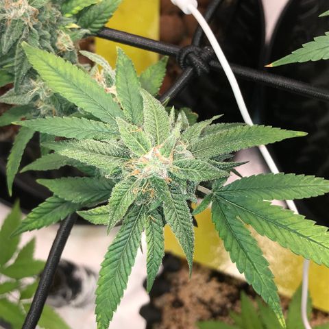 Cheese growlog timeline photo