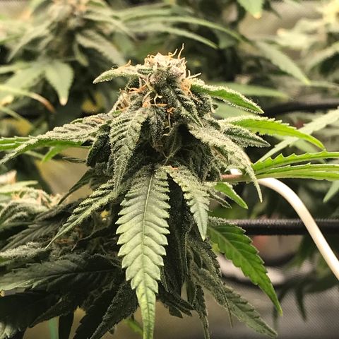 Cheese growlog timeline photo