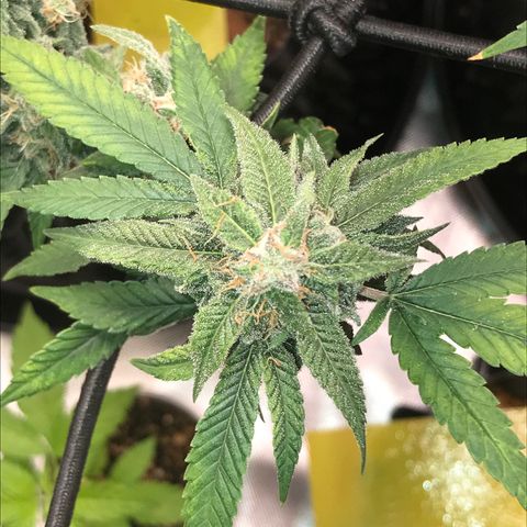 Cheese growlog timeline photo