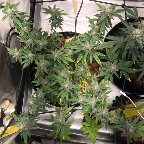 Cheese growlog timeline photo