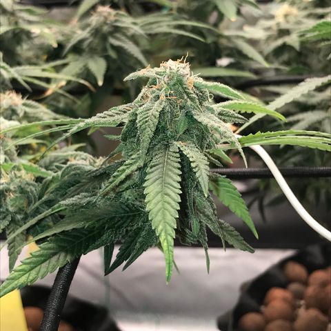 Cheese growlog timeline photo