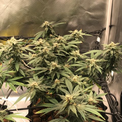 Amnesia Haze growlog timeline photo