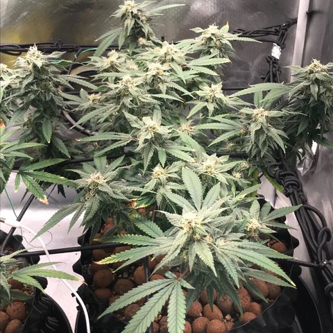 Amnesia Haze growlog timeline photo