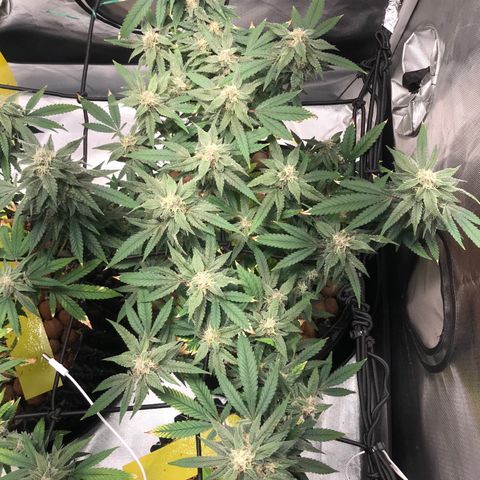 Amnesia Haze growlog timeline photo