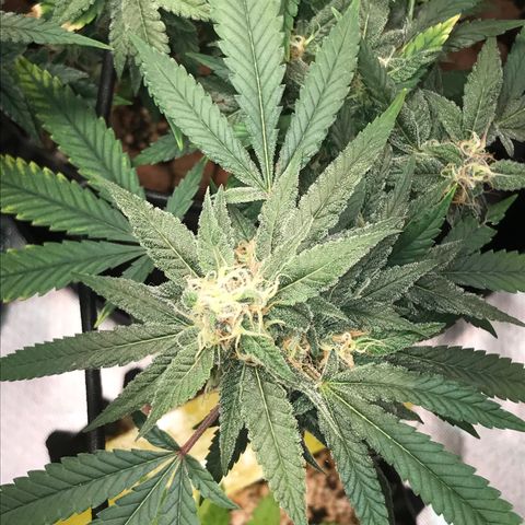 Amnesia Haze growlog timeline photo