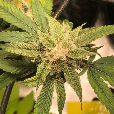 Cheese growlog timeline photo