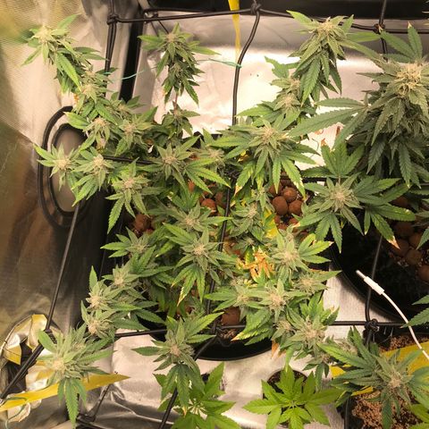 Cheese growlog timeline photo