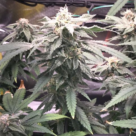 Amnesia Haze growlog timeline photo